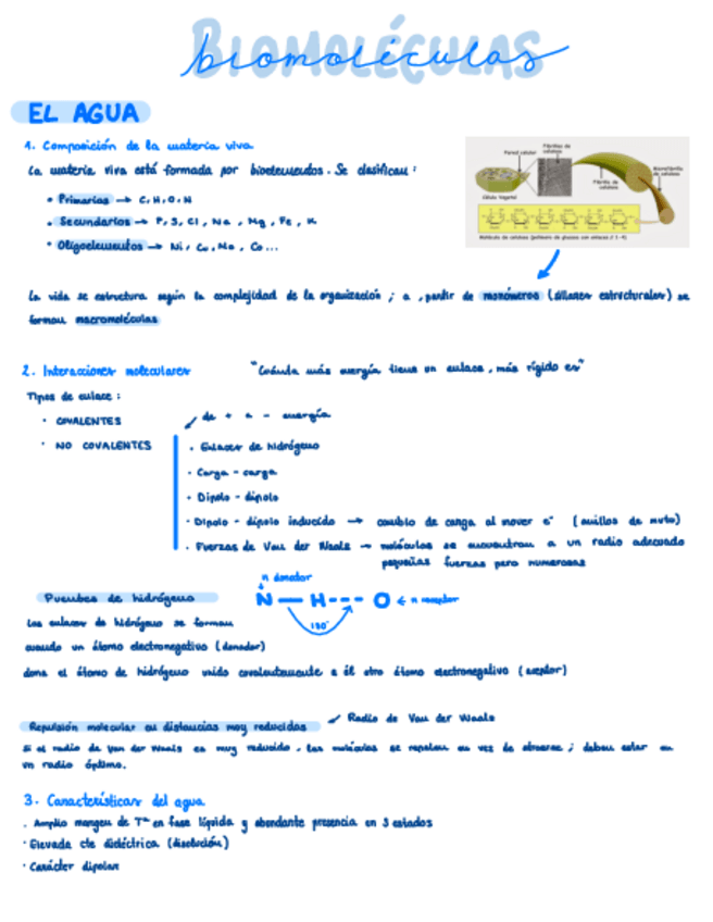 Miniatura del documento Biomoleculas.pdf