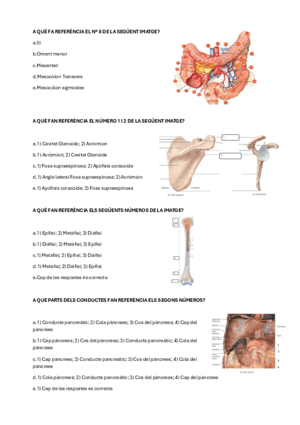 Miniatura del documento preguntas-anato-2024-sin-solucion.pdf