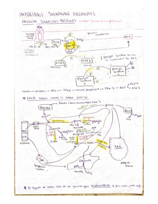 Miniatura del documento SIGNALING-PATHWAY-drawings-and-enzymes.pdf