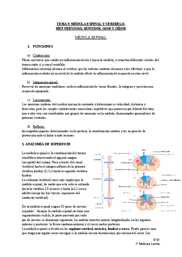 Miniatura del documento TEMA-9.-MEDULA-ESPINAL-Y-CEREBELO.-MEF-NERVIOSO-SENTIDOS-OJOS-Y-OIDOS.pdf