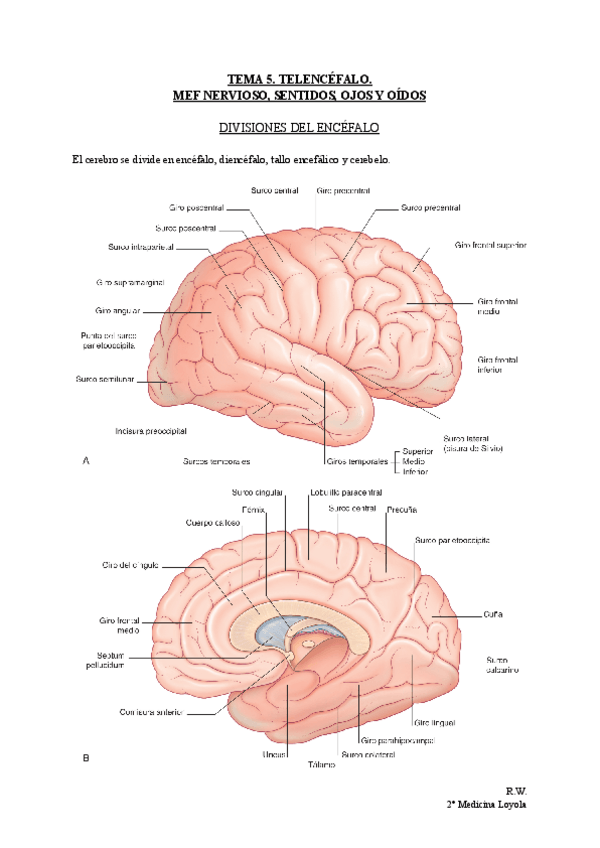 Miniatura del documento TEMA-5.-TELENCEFALO.-MEF-NERVIOSO-SENTIDOS-OJOS-Y-OIDOS.pdf