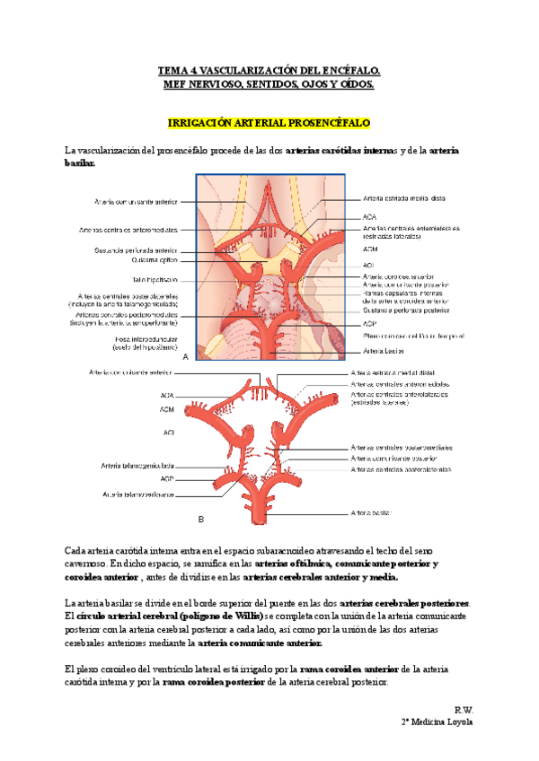 Miniatura del documento TEMA-4.-VASCULARIZACION-DEL-ENCEFALO.-MEF-NERVIOSO-SENTIDOS-OJOS-Y-OIDOS..pdf