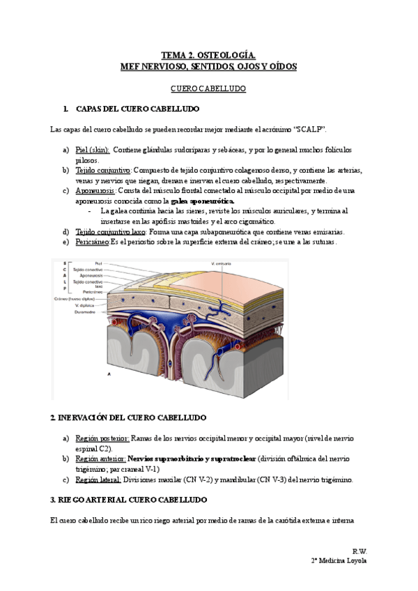 Miniatura del documento TEMA-2.-OSTEOLOGIA.MEF-NERVIOSO-SENTIDOS-OJOS-Y-OIDOS.pdf