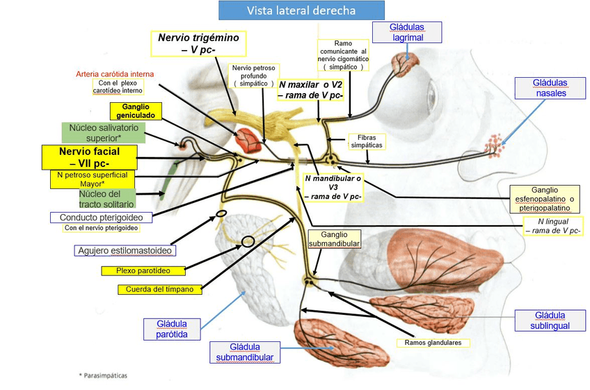Miniatura del documento DISTRIBUCION-NERVIO-FACIAL-Y-TRIGEMINO.jpg