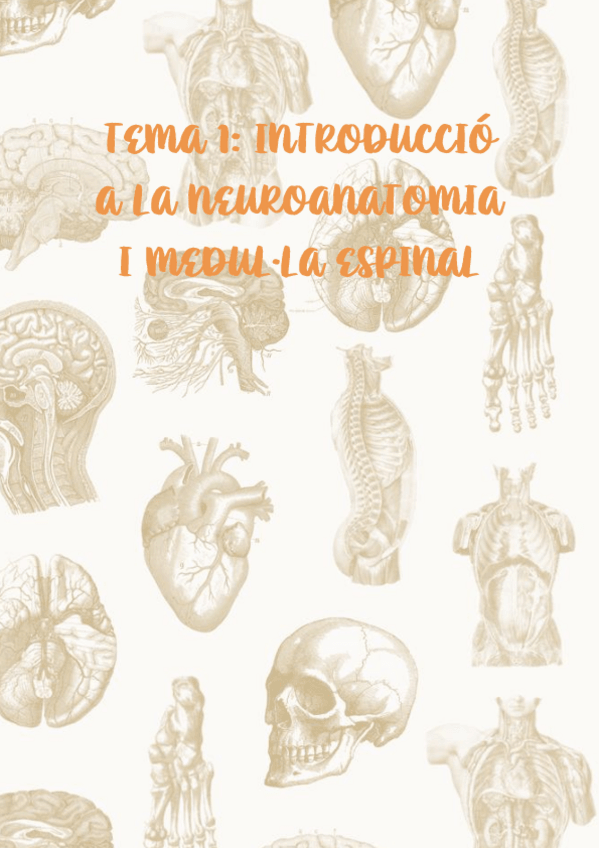Miniatura del documento Tema-1-introduccio-a-la-neuroanatomia-i-medulla-espinal.pdf