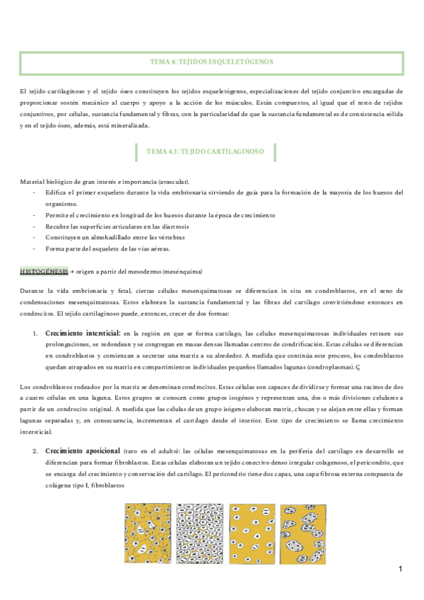 Miniatura del documento TEJIDO-ESQUELETOGENEO.pdf