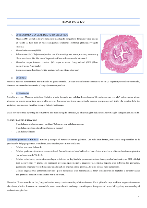 Miniatura del documento DIGESTIVO.pdf