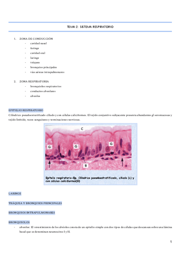 Miniatura del documento RESPIRATORIO.pdf