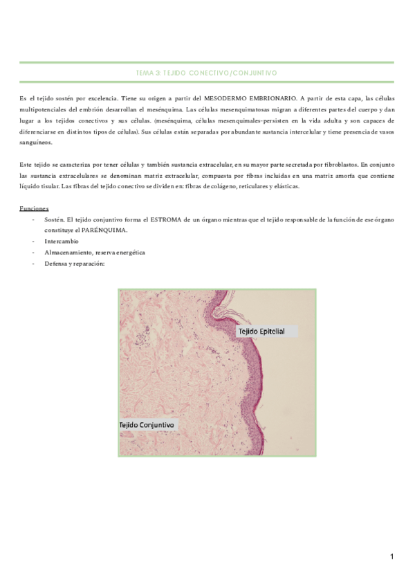 Miniatura del documento tejido-conjuntivo.pdf