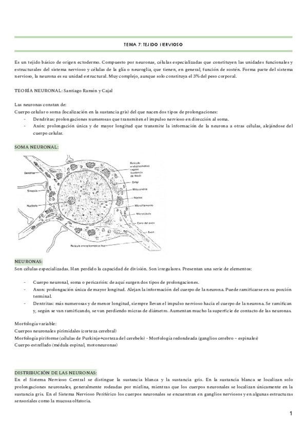 Miniatura del documento TEMA-7-TEJIDO-NERVIOSO.pdf