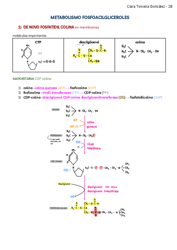 Miniatura del documento METABOLISMO-FOSFOACILGLICEROLES.pdf