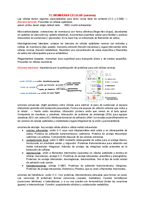 Miniatura del documento Tema-2-Biologia.pdf