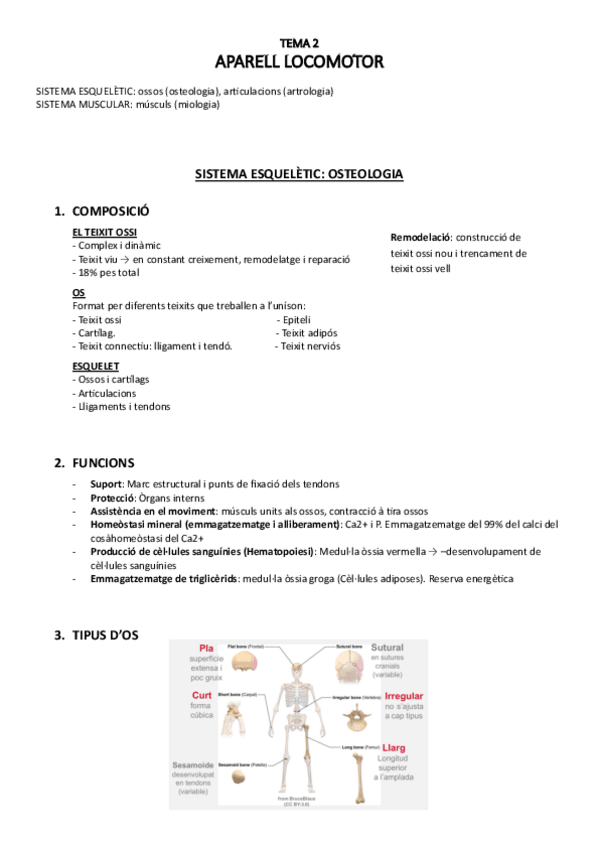 Miniatura del documento T.2aparell-locomotor.pdf.pdf