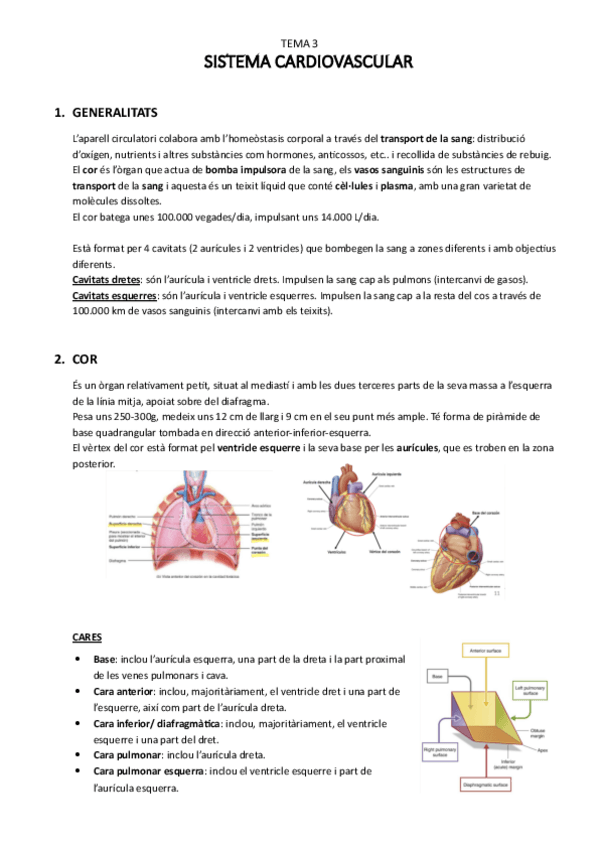 Miniatura del documento T.3sistema-cardiovascular.pdf.pdf