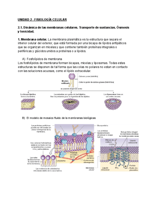 Miniatura del documento UNIDAD-2.pdf