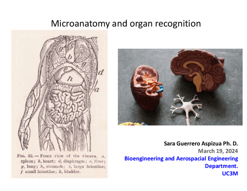 Miniatura del documento slides7-organ-con-apuntes.pdf