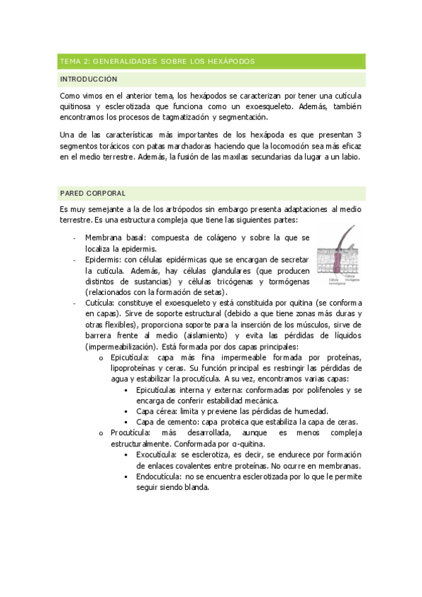 Miniatura del documento TEMA-2-generalidades-de-hexapoda.pdf