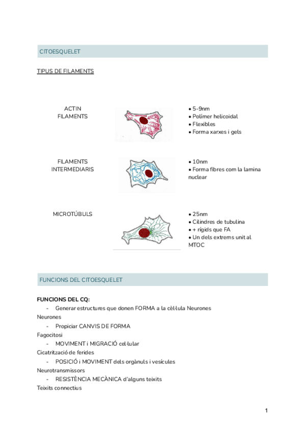 Miniatura del documento Citoesquelet.pdf
