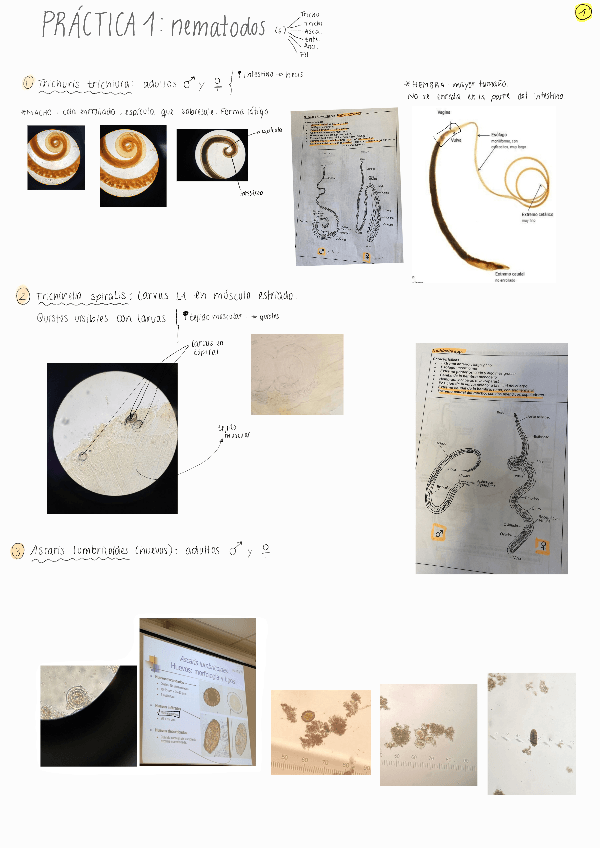 Miniatura del documento PRACTICAS-PARASITOLOGIA.pdf