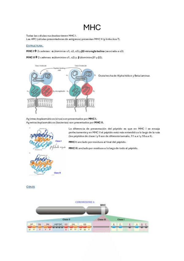 Miniatura del documento Tema-3.-MHC.pdf