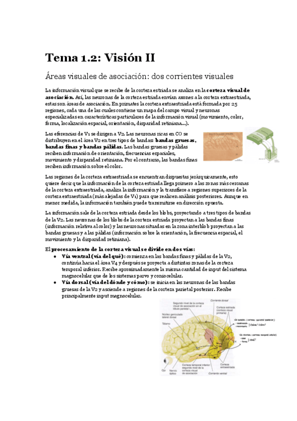 Miniatura del documento 1.2-Vision-II-Procesamiento-de-la-informacion-visual-en-la-corteza-extraestriada.pdf