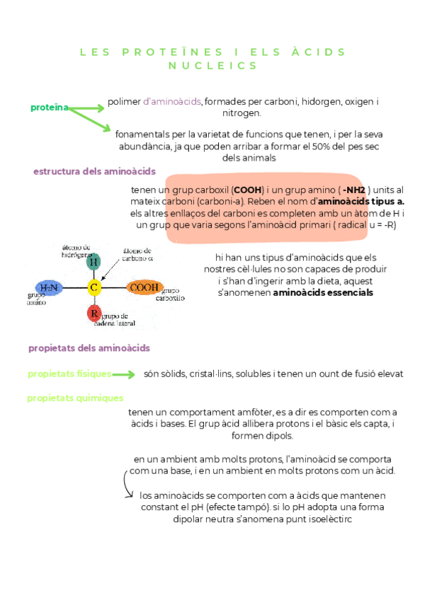 Miniatura del documento resum proteïnes.pdf