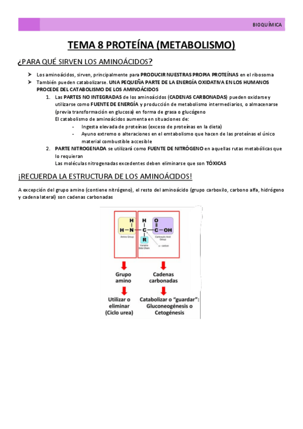 Miniatura del documento TEMA-8-PROTEINA.pdf