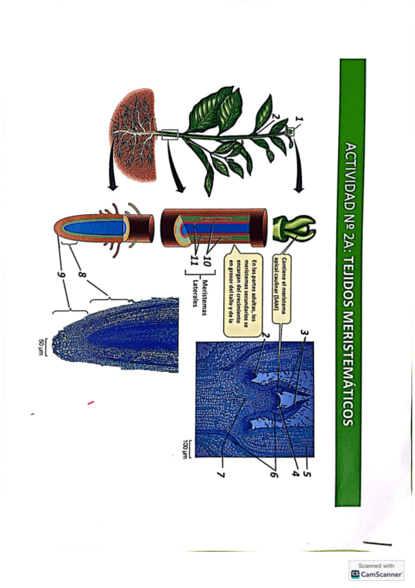 Miniatura del documento Actividad-numero-2A-tejidos-meristemati-copia.pdf
