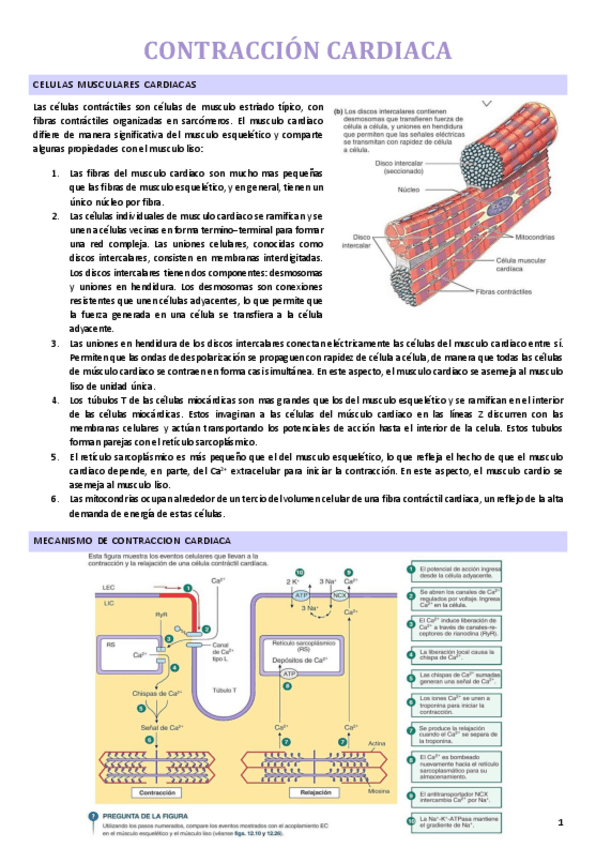 Miniatura del documento Contraccion-cardiaca.-Curso-2024-2025.pdf