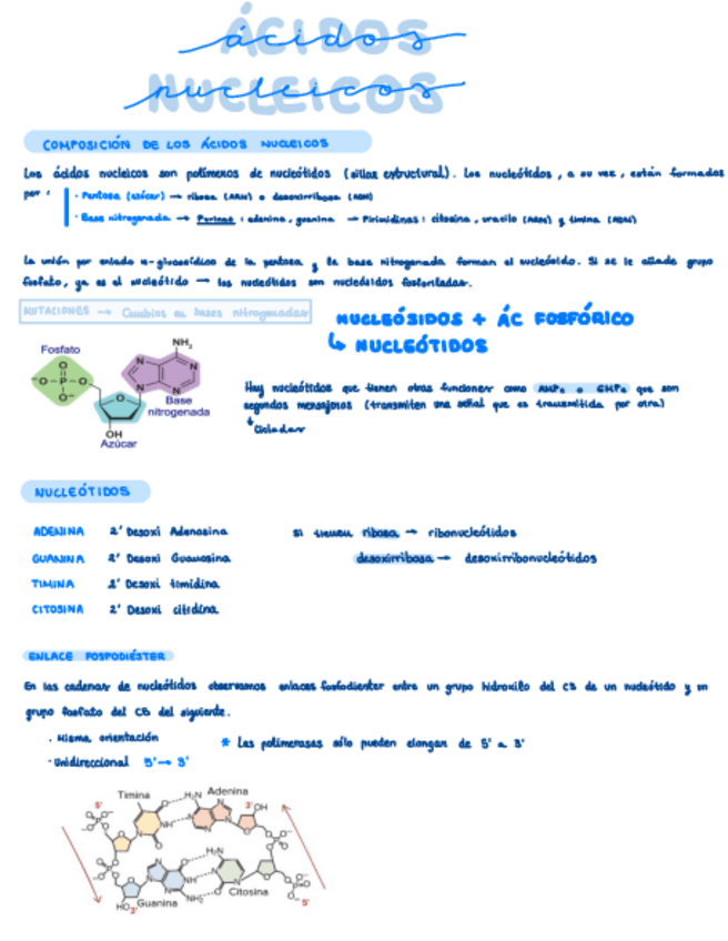Miniatura del documento Acidos-Nucleicos.pdf
