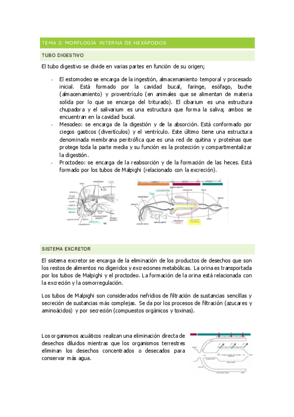 Miniatura del documento TEMA-3-morfologia-interna-de-hexapoda.pdf