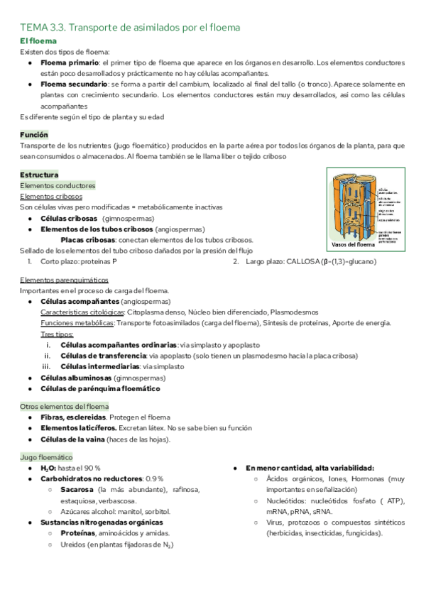 Miniatura del documento TEMA-3.3.-Transporte-de-asimilados-por-el-floema.pdf