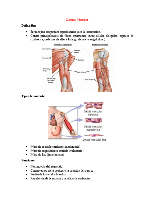 Miniatura del documento 4-Sistema-Muscular.pdf