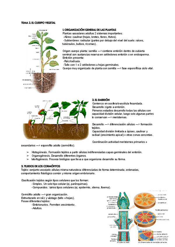Miniatura del documento TEMA-2-BOTANICA.pdf