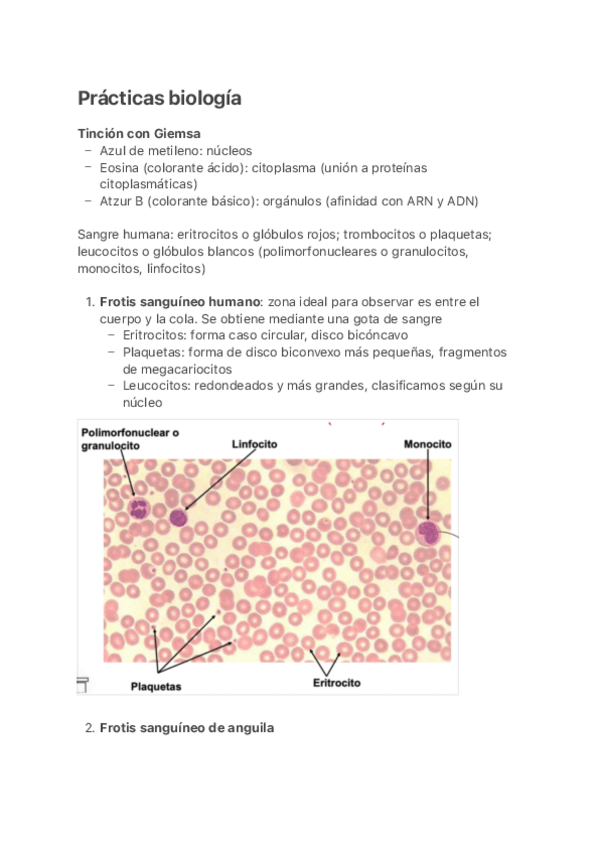 Miniatura del documento Practicas-biologia-resumen.pdf