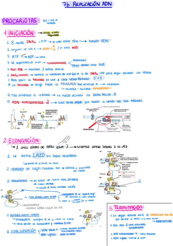 Miniatura del documento Tema-7b-bioquimica-1.pdf