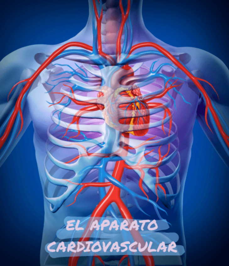 Miniatura del documento El-aparato-cardiovascular.pdf