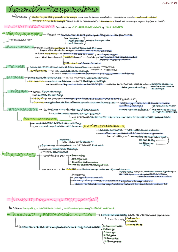 Miniatura del documento AparatoRespiratorioByG3oESOEGP.pdf