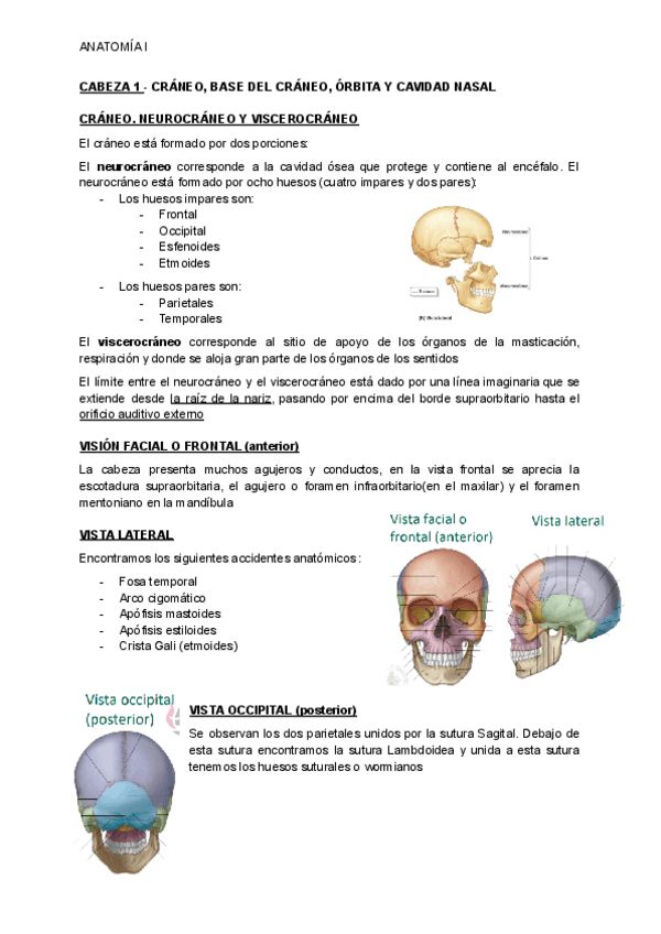 Miniatura del documento CABEZA-1-CRANEO-BASE-DEL-CRANEO-ORBITA-Y-CAVIDAD-NASAL.pdf