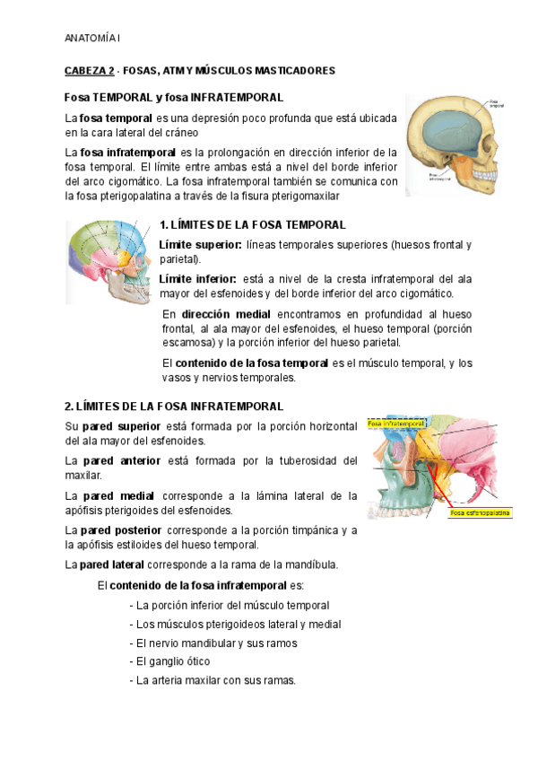 Miniatura del documento CABEZA-2-FOSAS-ATM-Y-MUSCULOS-MASTICADORES.pdf