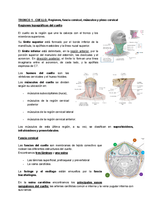 Miniatura del documento TRONCO-1-CUELLO-2.pdf