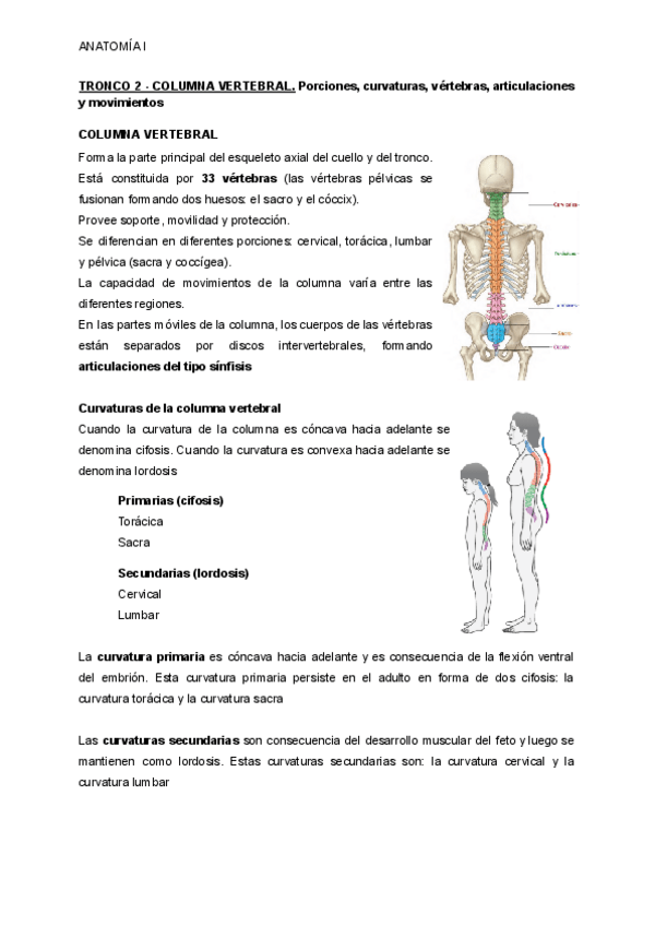 Miniatura del documento TRONCO-2-COLUMNA-VERTEBRAL-2.pdf
