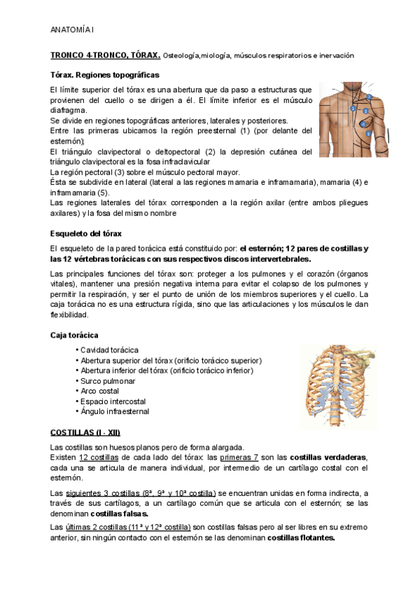 Miniatura del documento TRONCO-4-TRONCO-TORAX-2.pdf