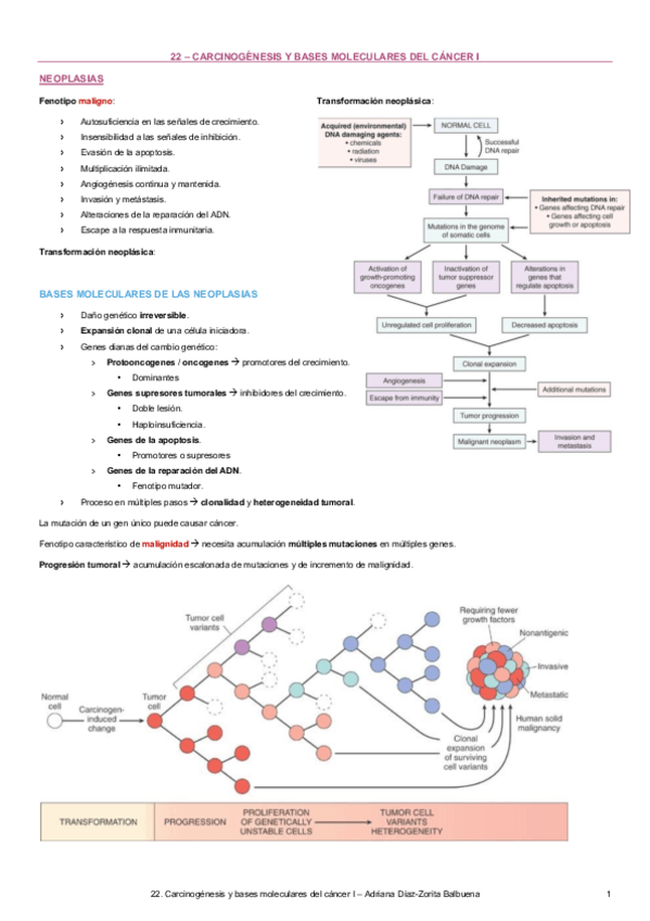 Miniatura del documento 22-Carcinogenesis-y-bases-moleculares-del-cancer-I.pdf