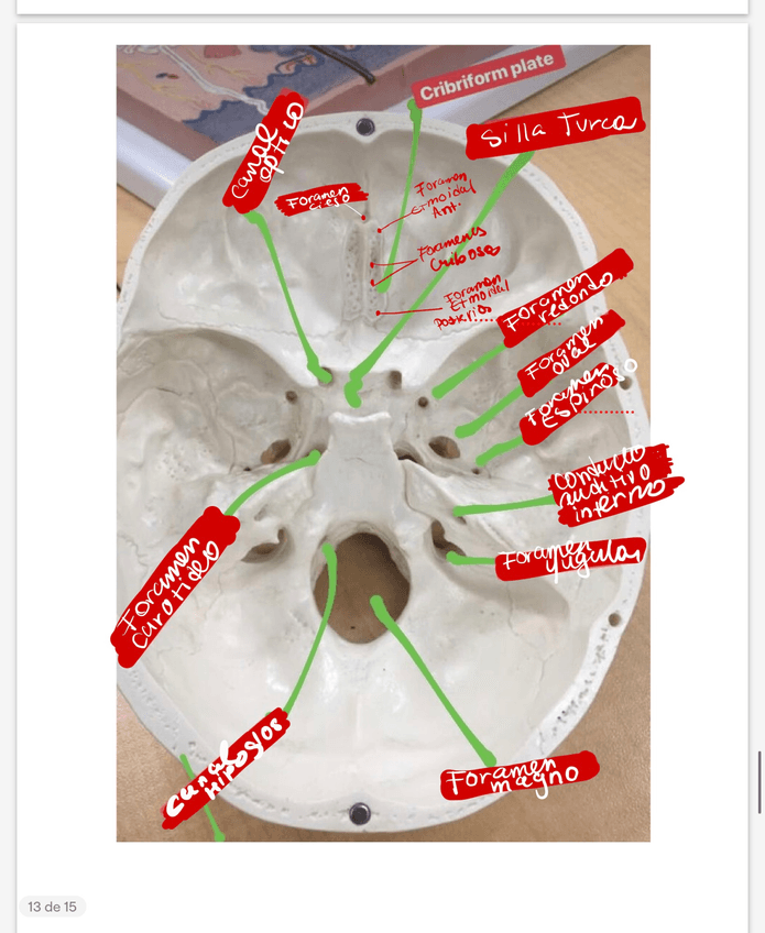 Miniatura del documento IMG1917.jpeg