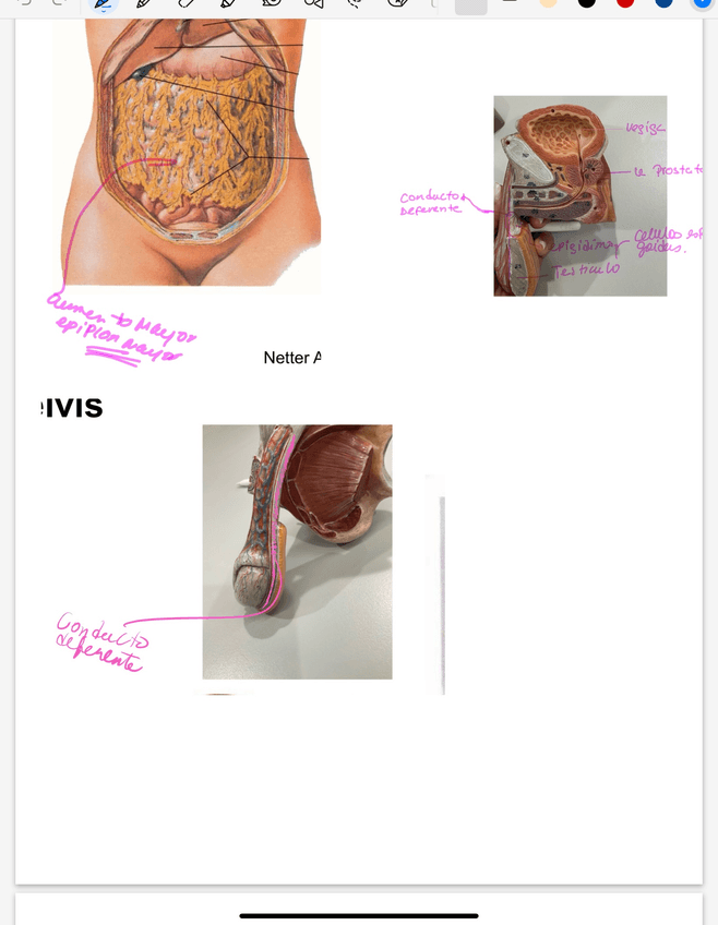 Miniatura del documento IMG1912.jpeg