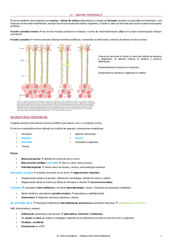 Miniatura del documento 27-nervio-periferico.pdf
