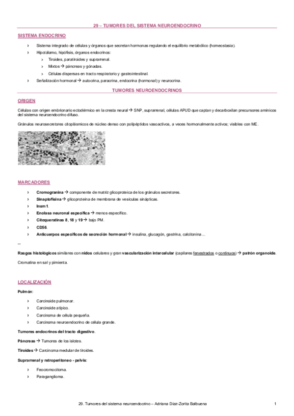 Miniatura del documento 29-Tumores-del-sistema-neuroendocrino.pdf