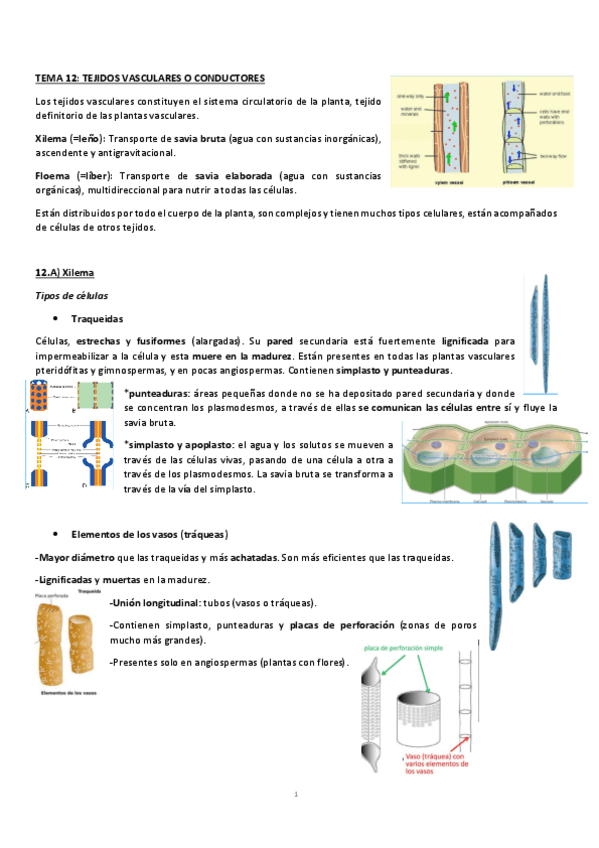 Miniatura del documento T.12-Xilema-y-Floema.pdf