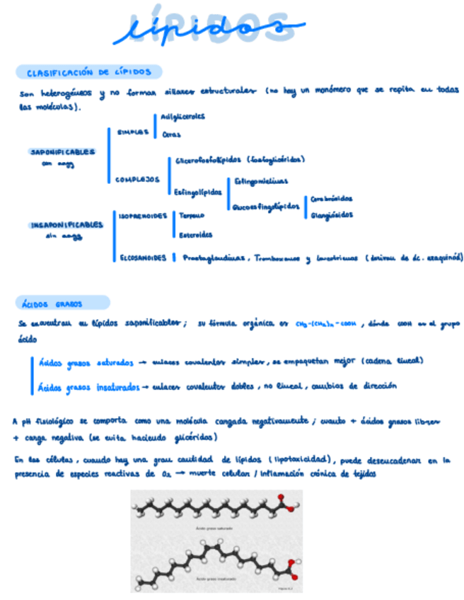 Miniatura del documento Lipidos.pdf